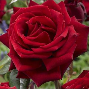 Meet your Posher, Shanice